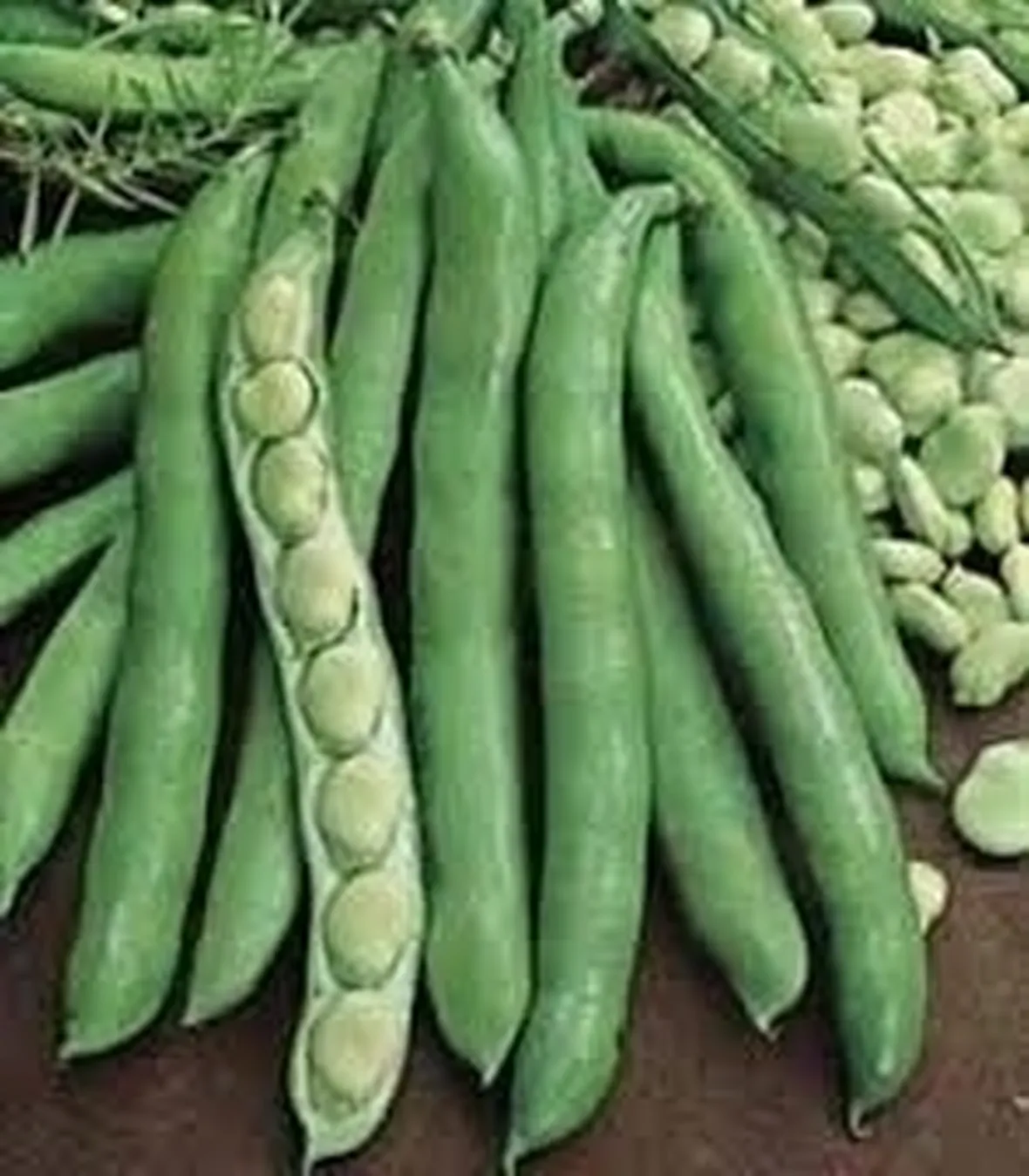 Fava-7