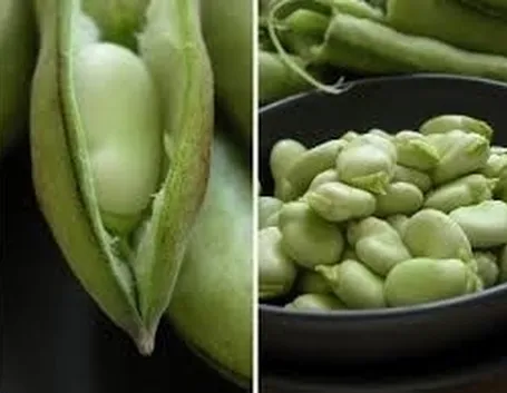 Fava-8