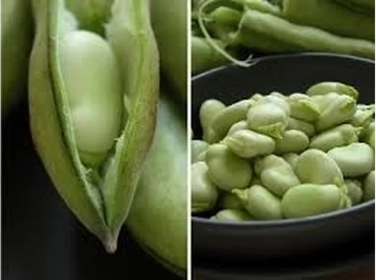 Fava-8