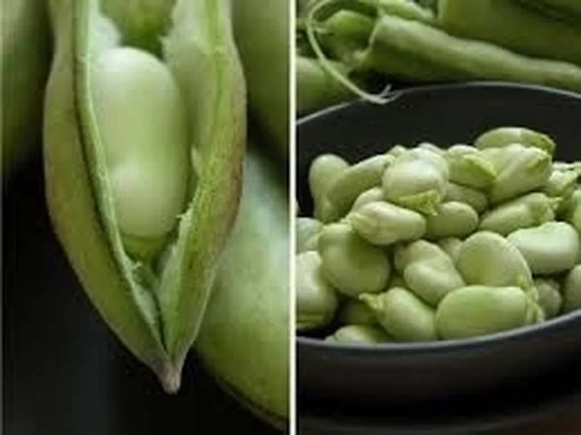 Fava-8
