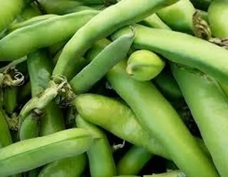 Fava-9