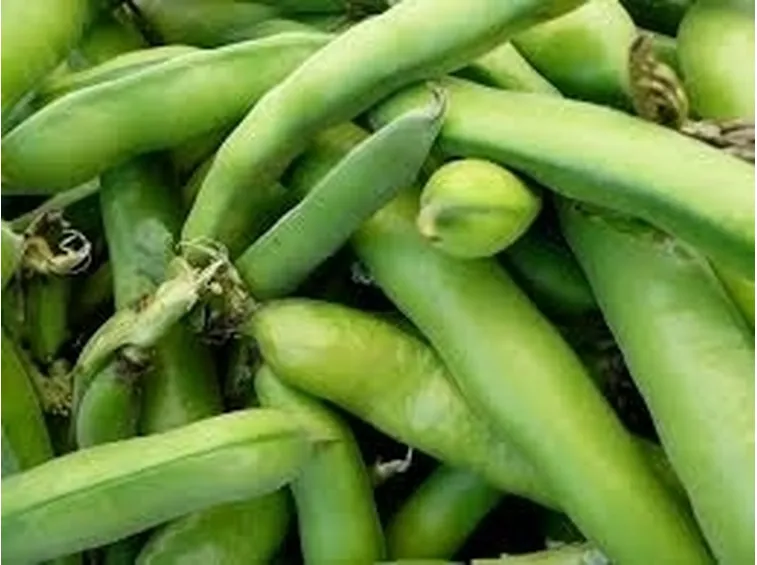 Fava-9