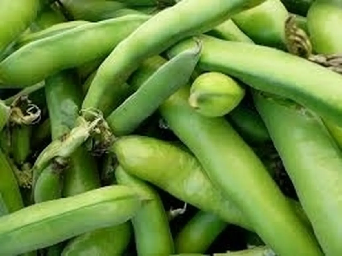 Fava-9
