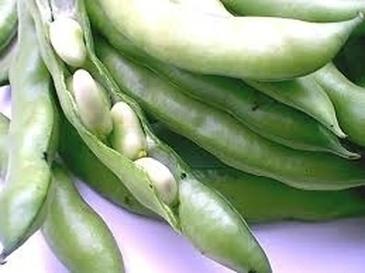 La Fava