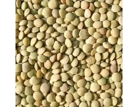 Lenticchia-2
