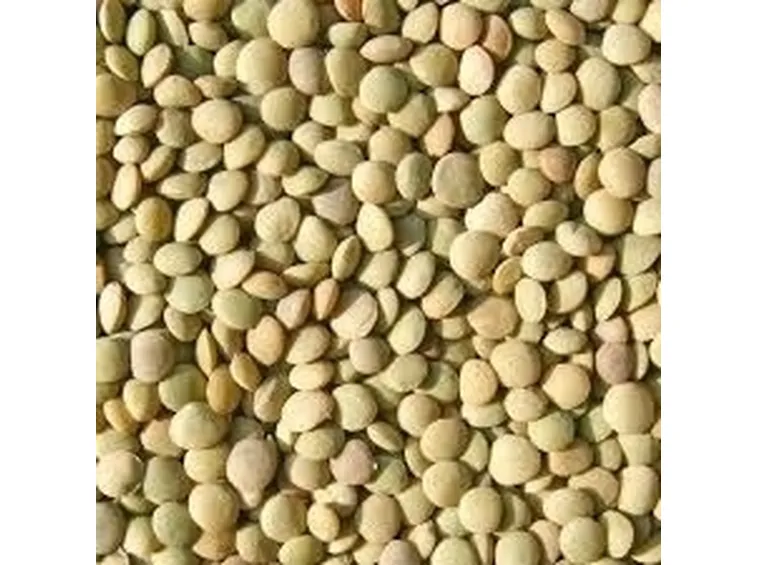 Lenticchia-2
