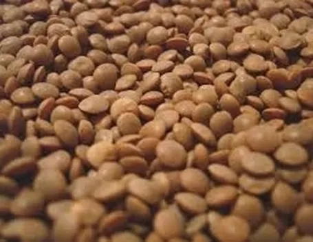 Lenticchia-9