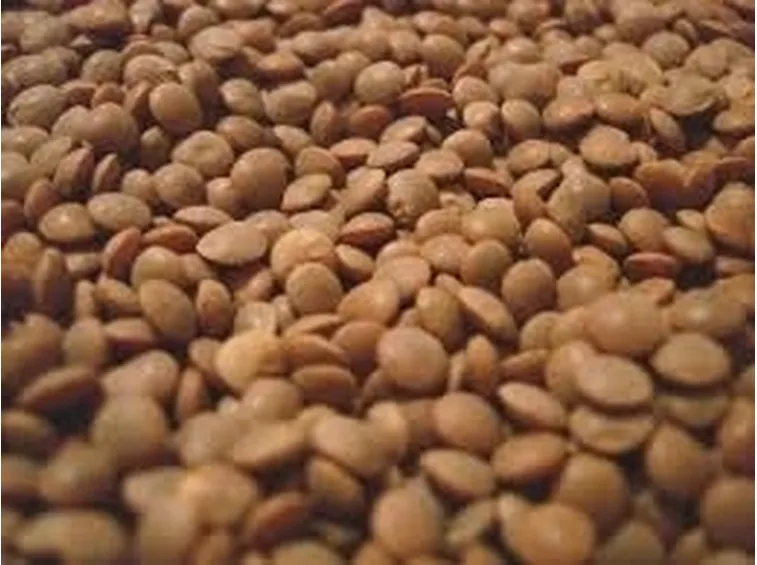 Lenticchia-9
