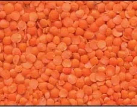 Lenticchia