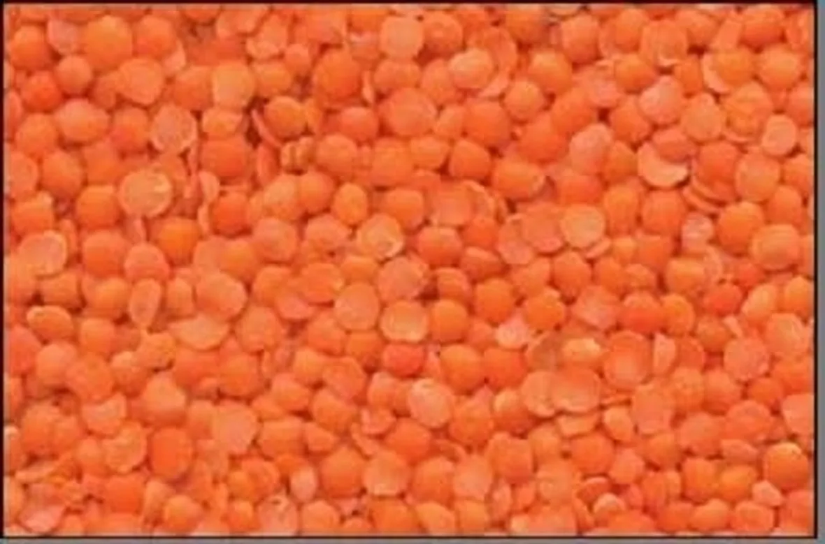 Lenticchia