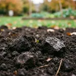Perché al Sud e sulle coste i piselli si seminano in autunno