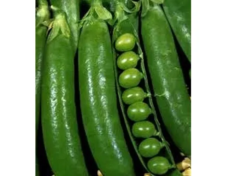 Pisello-6