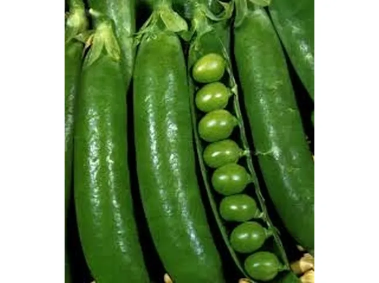 Pisello-6