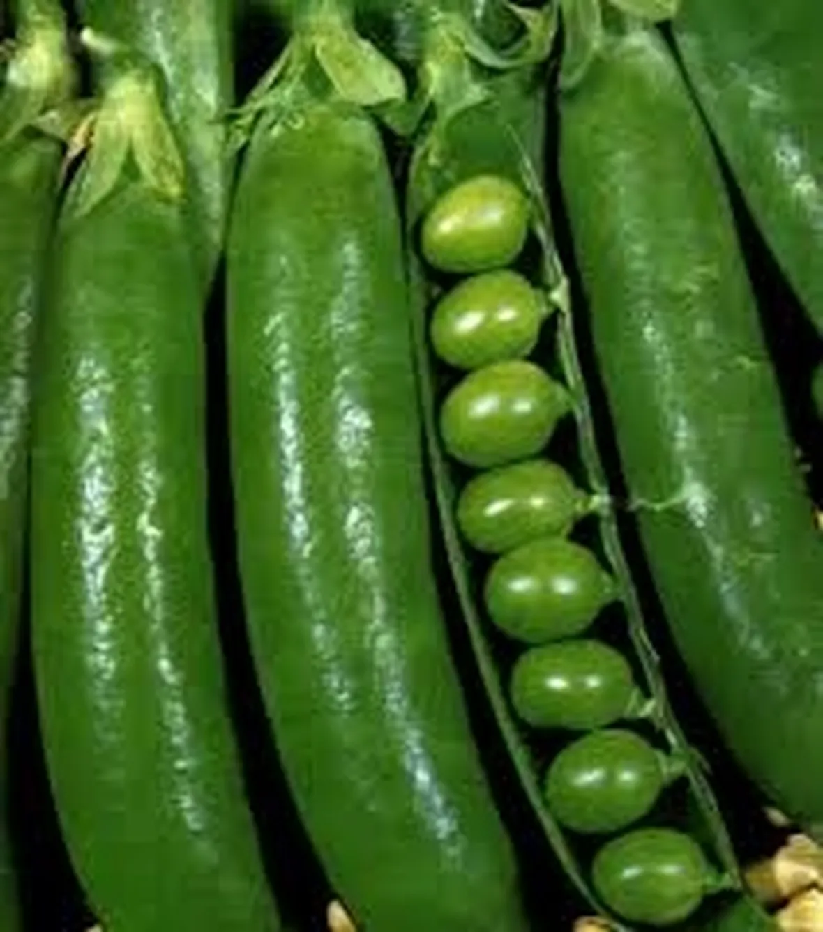 Pisello-6