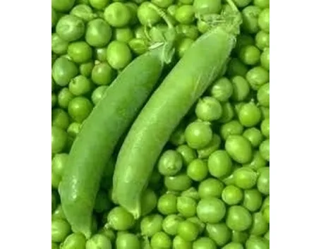 Pisello-7