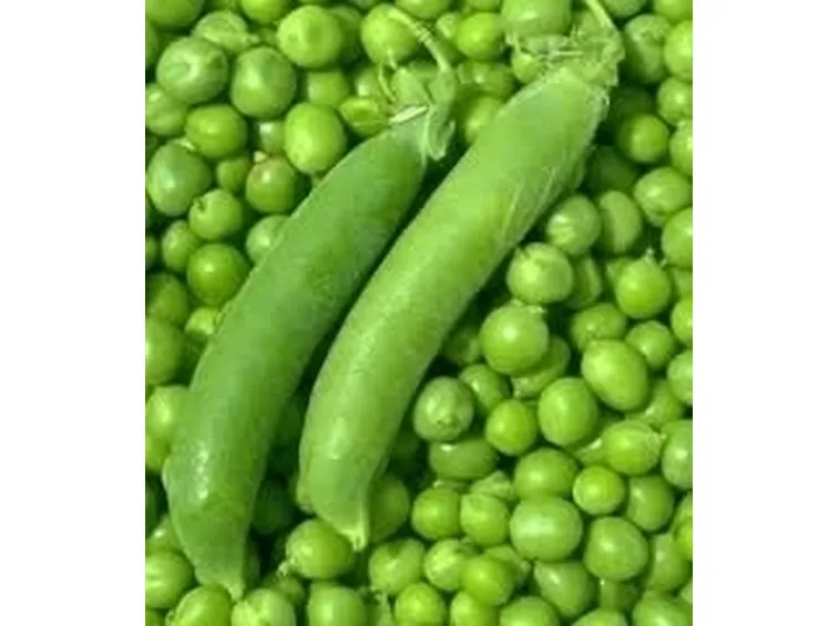 Pisello-7