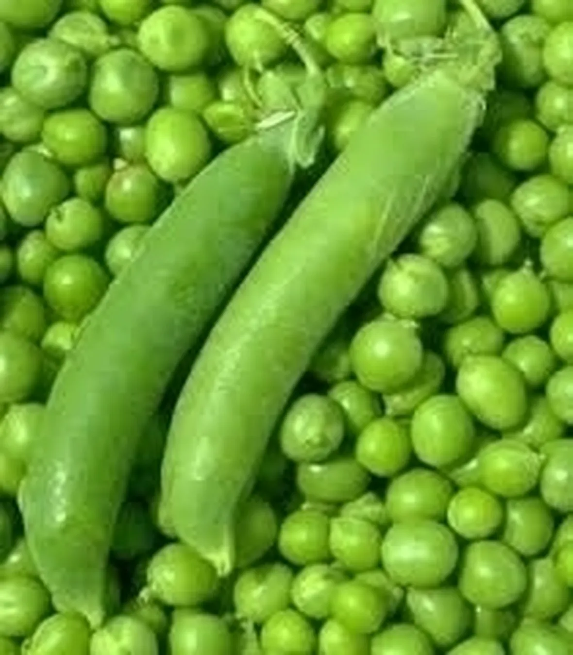 Pisello-7