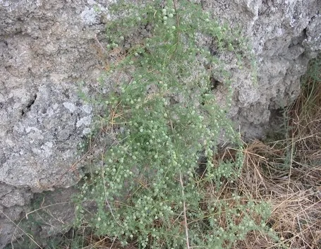 Asparago selvatico