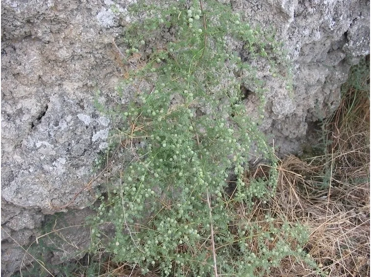 Asparago selvatico