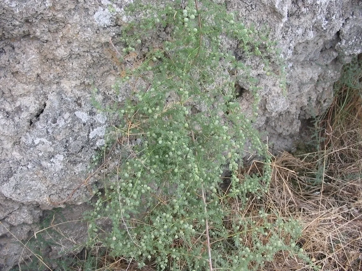 Asparago selvatico
