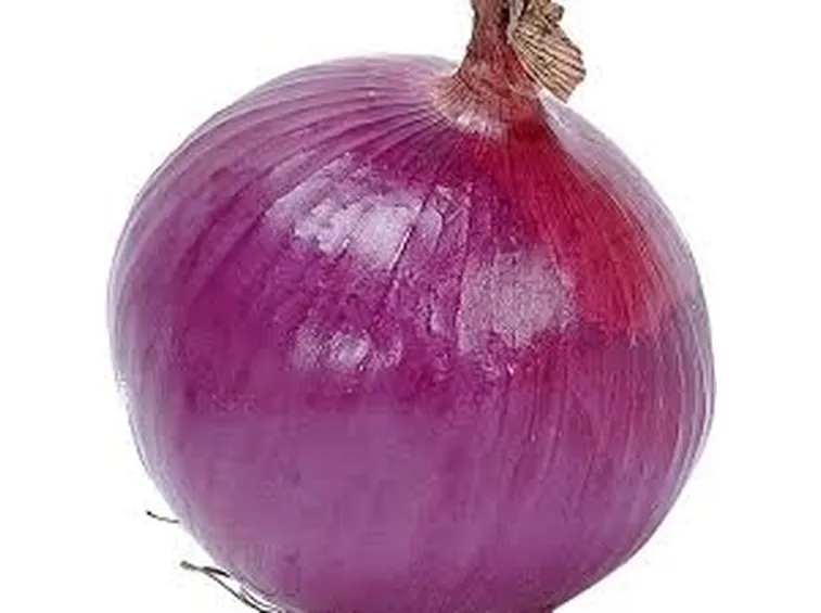 Cipolla-7