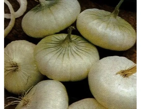 Cipolla-9