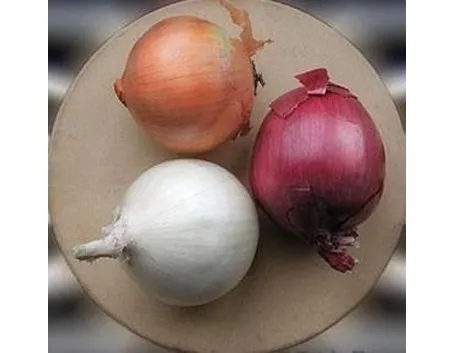 Cipolla