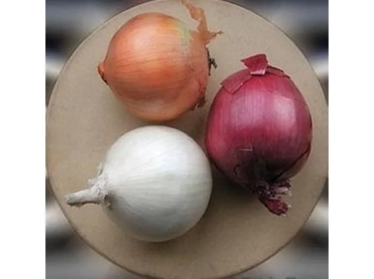 Cipolla