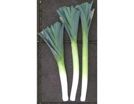 Porro-3