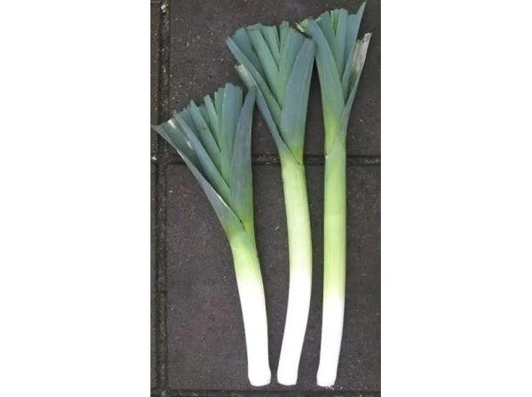 Porro-3