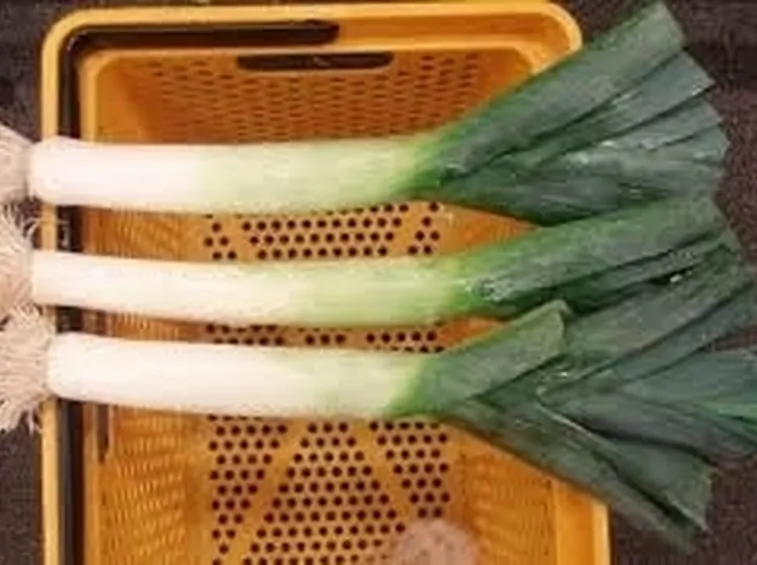 Porro-4