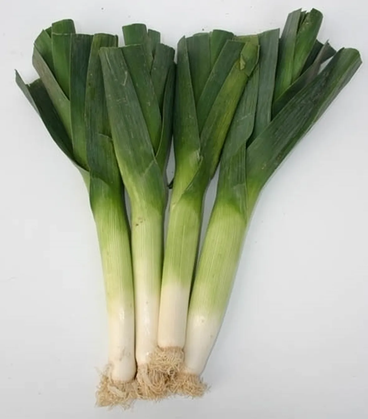 Porro-7