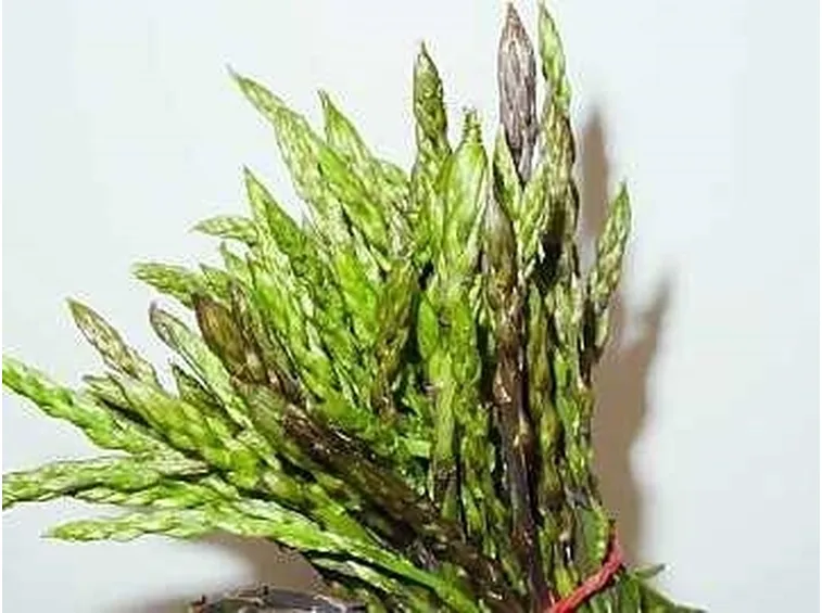 Proprietà dell'Asparago