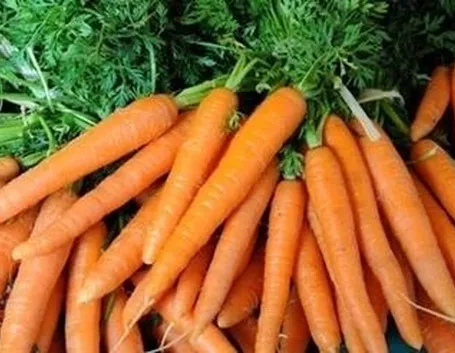 carota-4