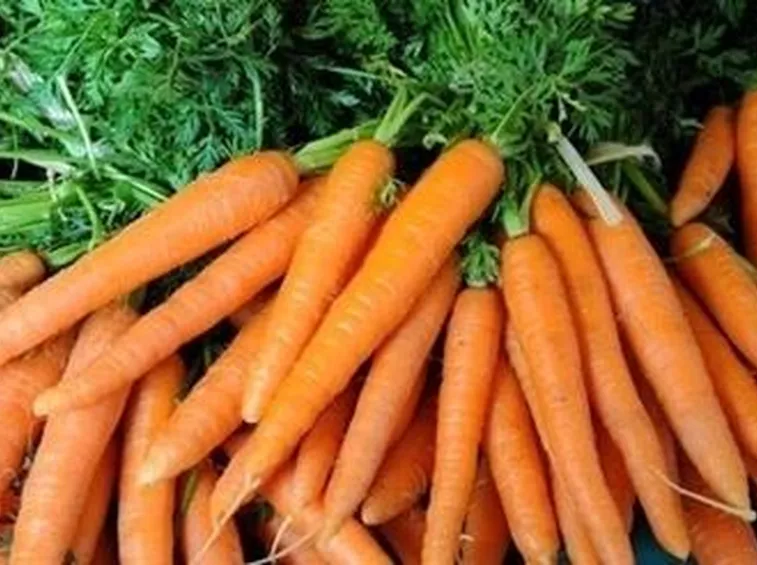 carota-4