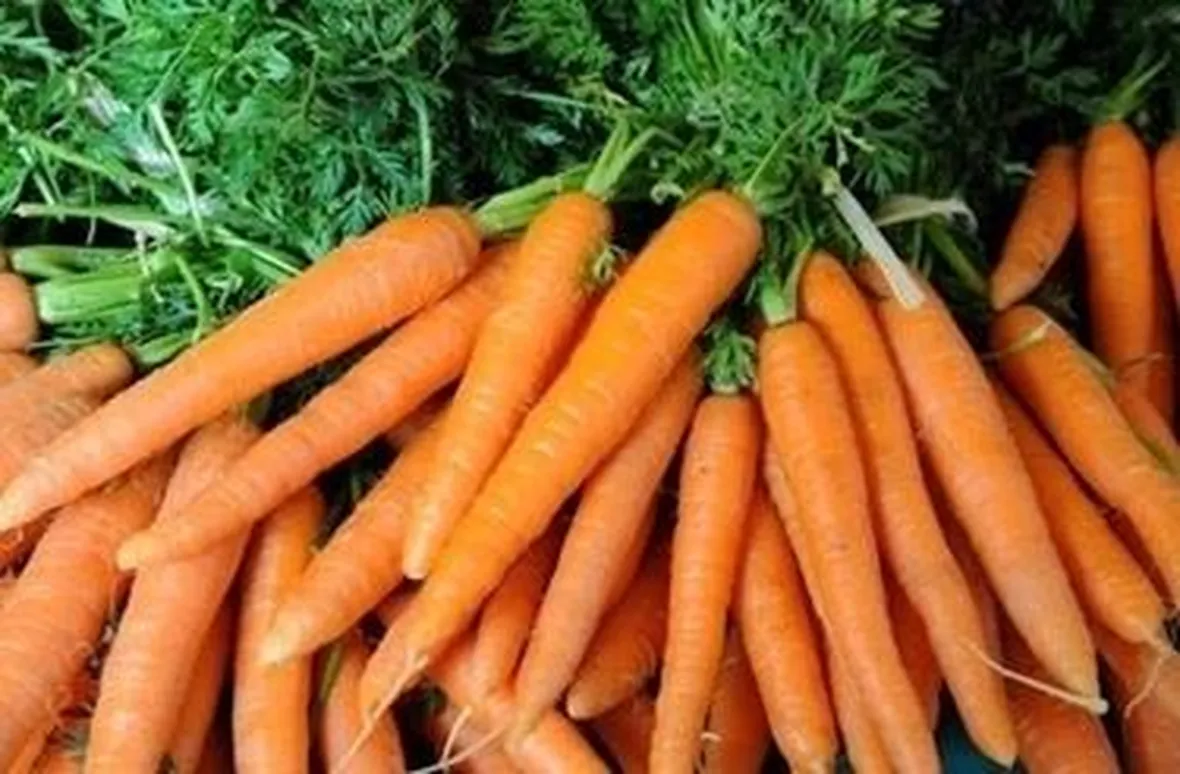 carota-4
