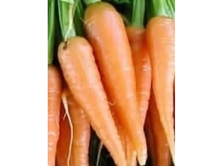 carota-7