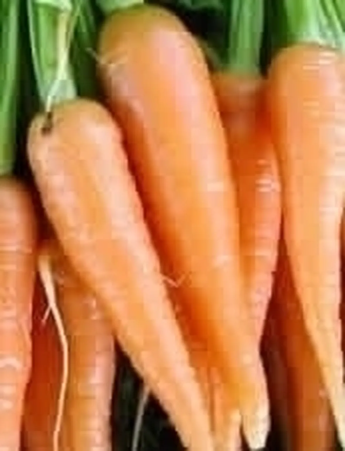 carota-7