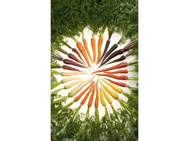 carota