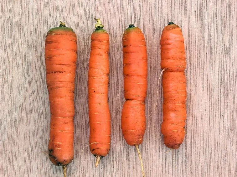 CONSIGLI PER LA PREPARAZIONE DI BEVANDE A BASE DI CAROTA