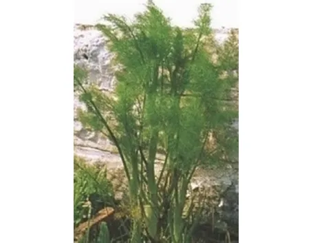 finocchio-9