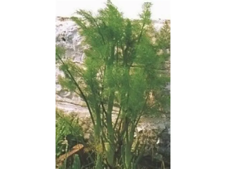 finocchio-9