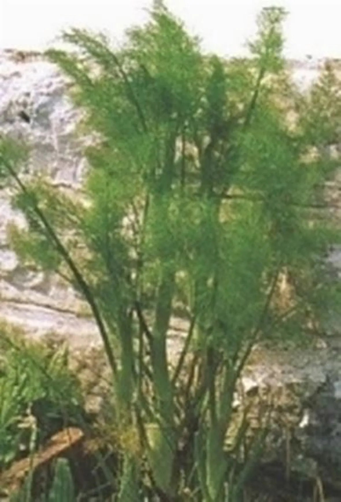 finocchio-9