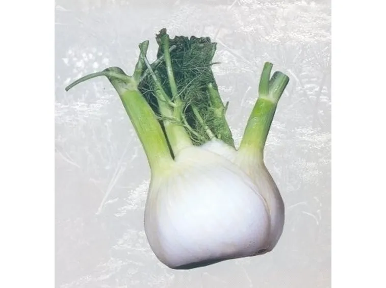 Finocchio selvatico