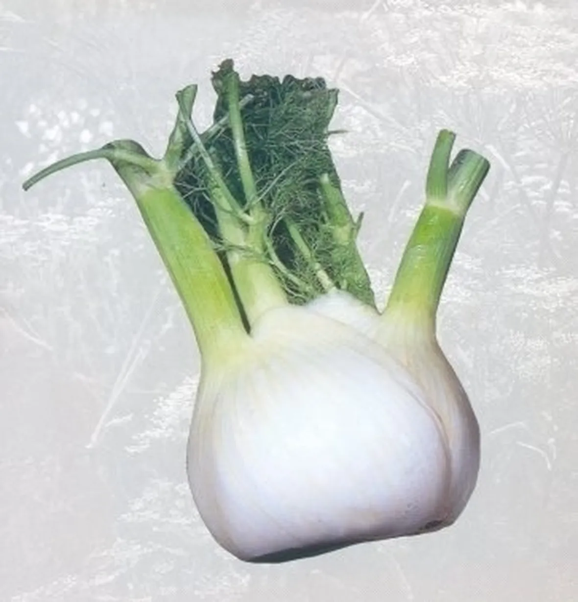 Finocchio selvatico