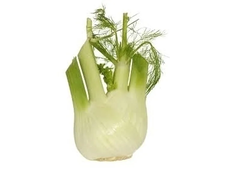 finocchio