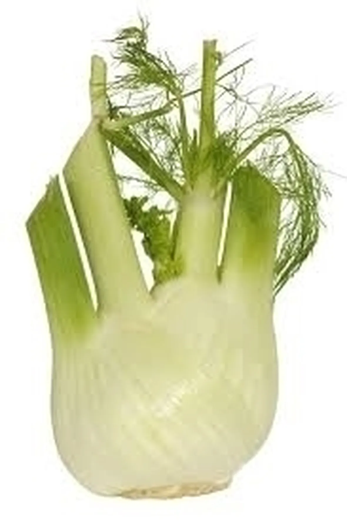 finocchio