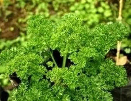 Il prezzemolo dei funghi