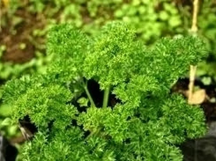 Il prezzemolo dei funghi