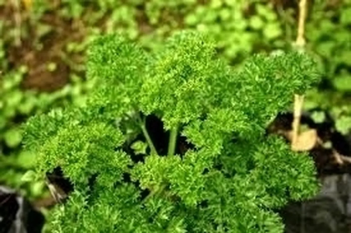 Il prezzemolo dei funghi